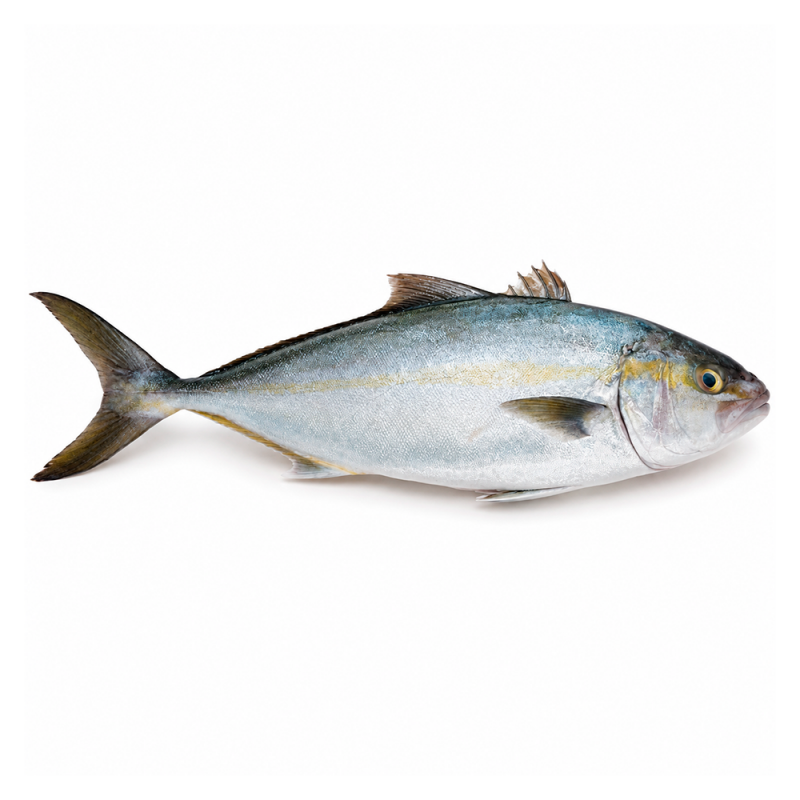 Medregal Fresco Entero, 5kg