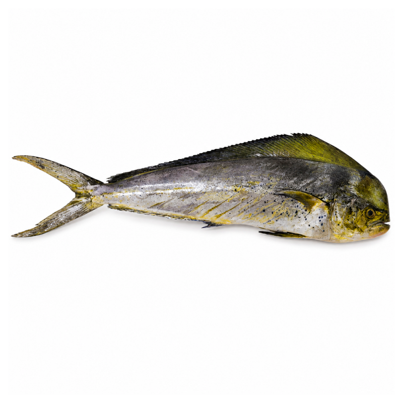 Mahi Mahi Fresco Entero, 6kg