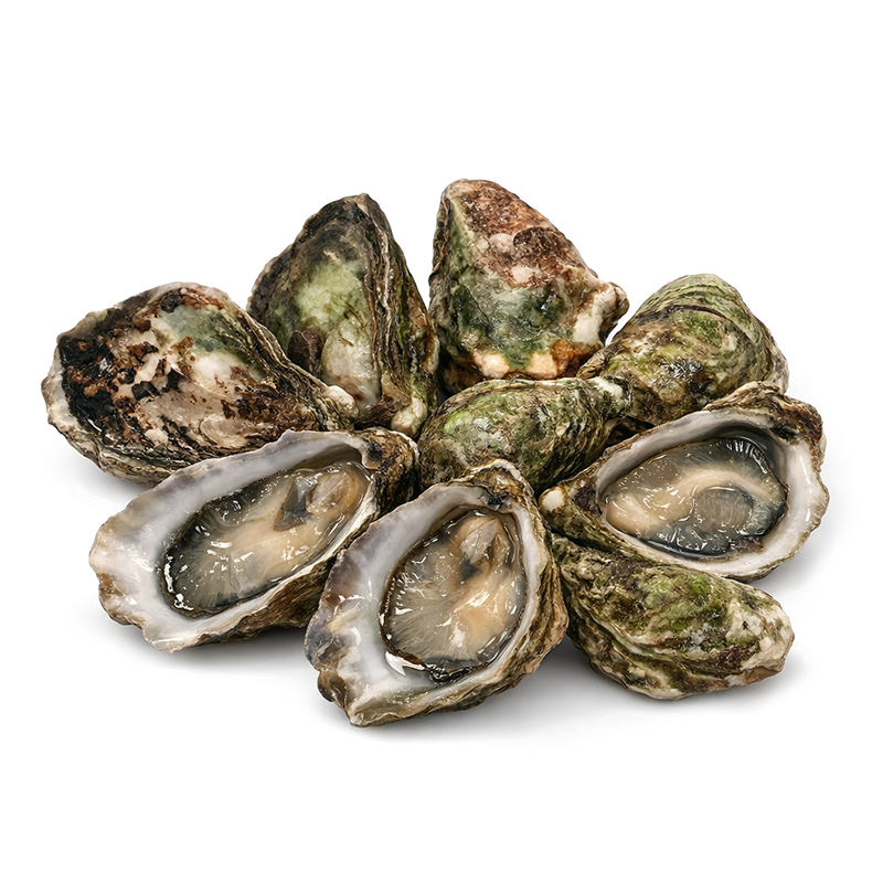 Ostión Kumamoto vivo, 6pzas