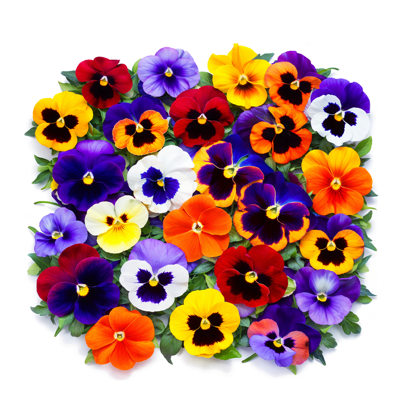 Flores Comestibles, 25 pzas