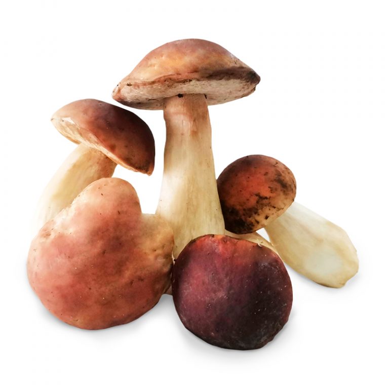 Ingredienta Vegetales > Hongo Porcini Fresco