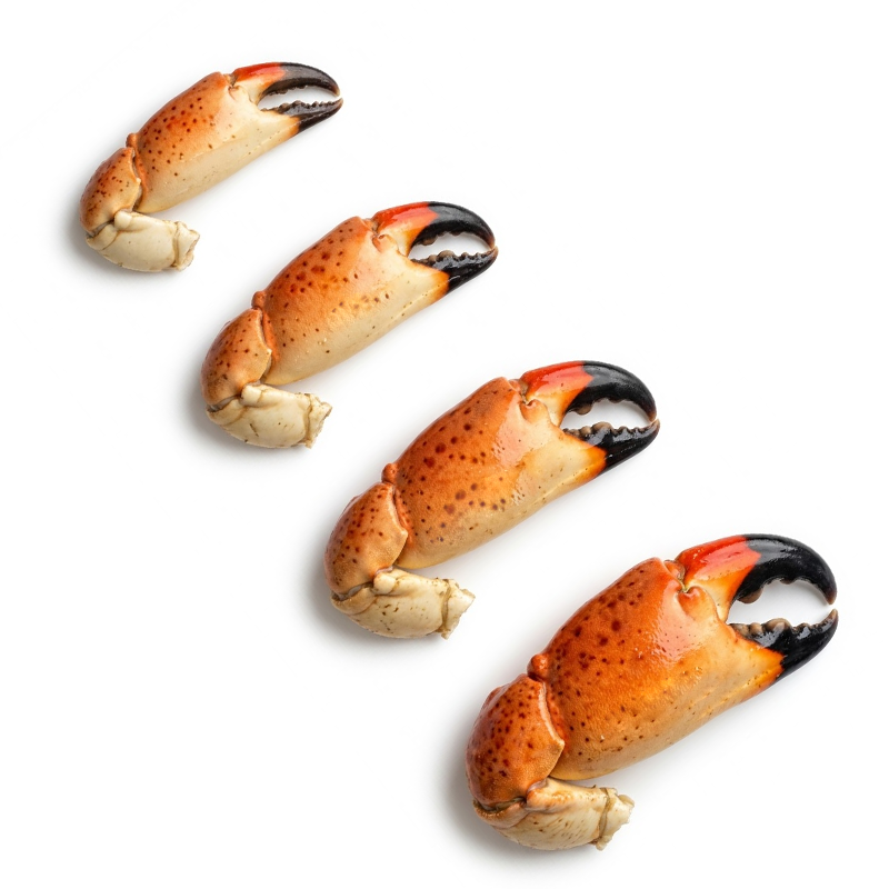 Tenazas de Cangrejo Moro Premium