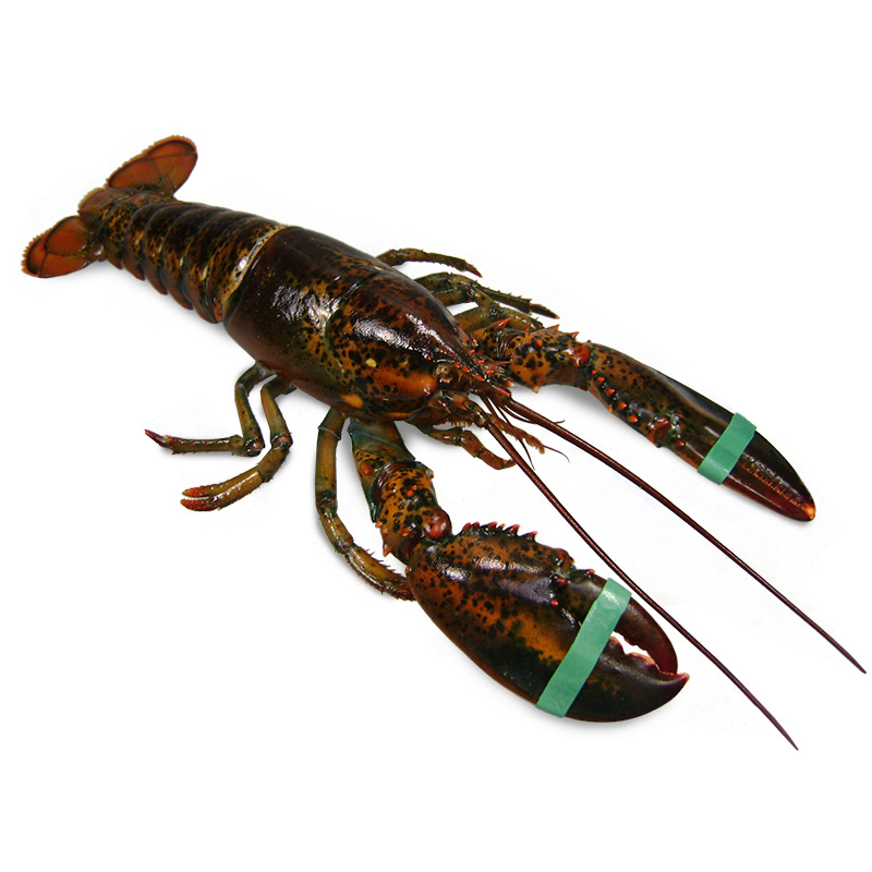 Langosta Bogavante viva (Maine Lobster), 1.2kg