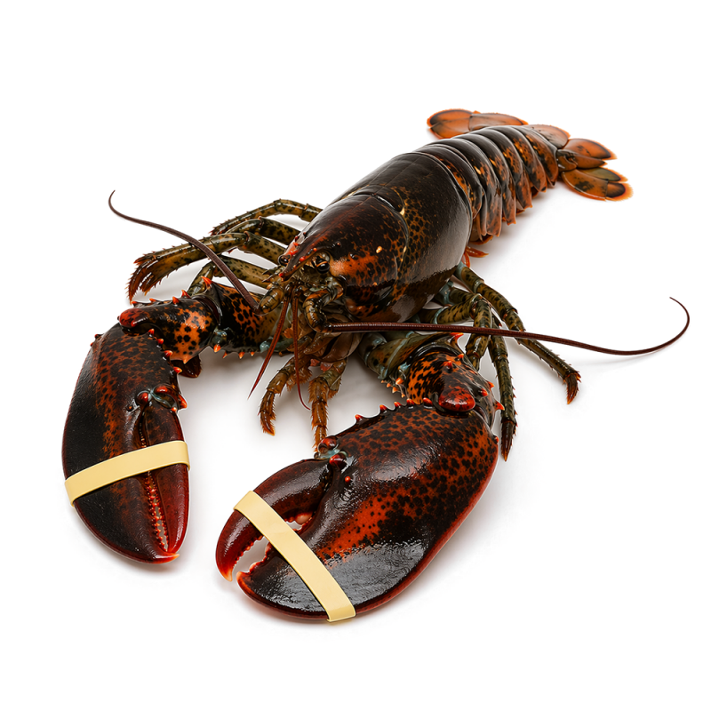 Langosta Bogavante viva (Maine Lobster), 1.2kg