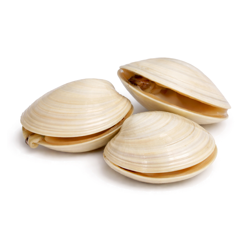 Almeja Reina Blanca Viva