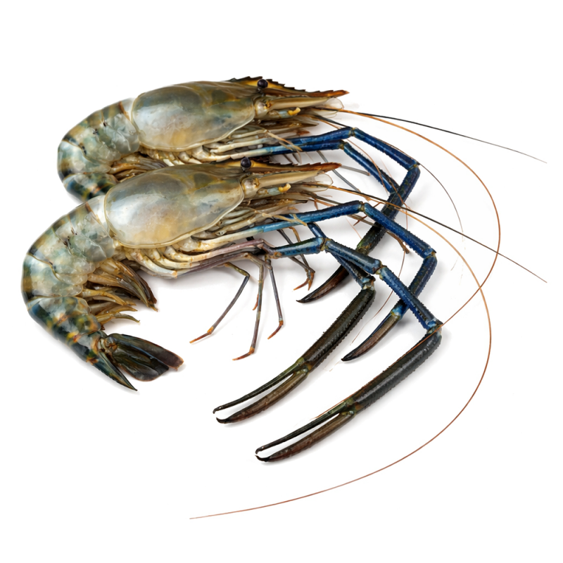 Langostino Congelado