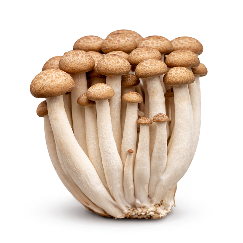 Hongo Shimeji Café, 150g