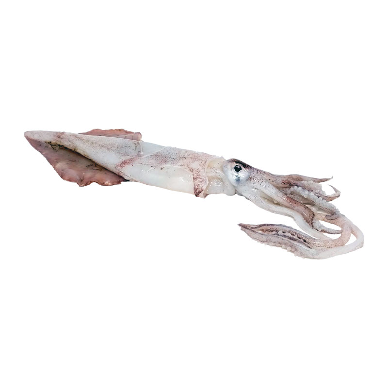 Calamar Marroquí, 1.6kg