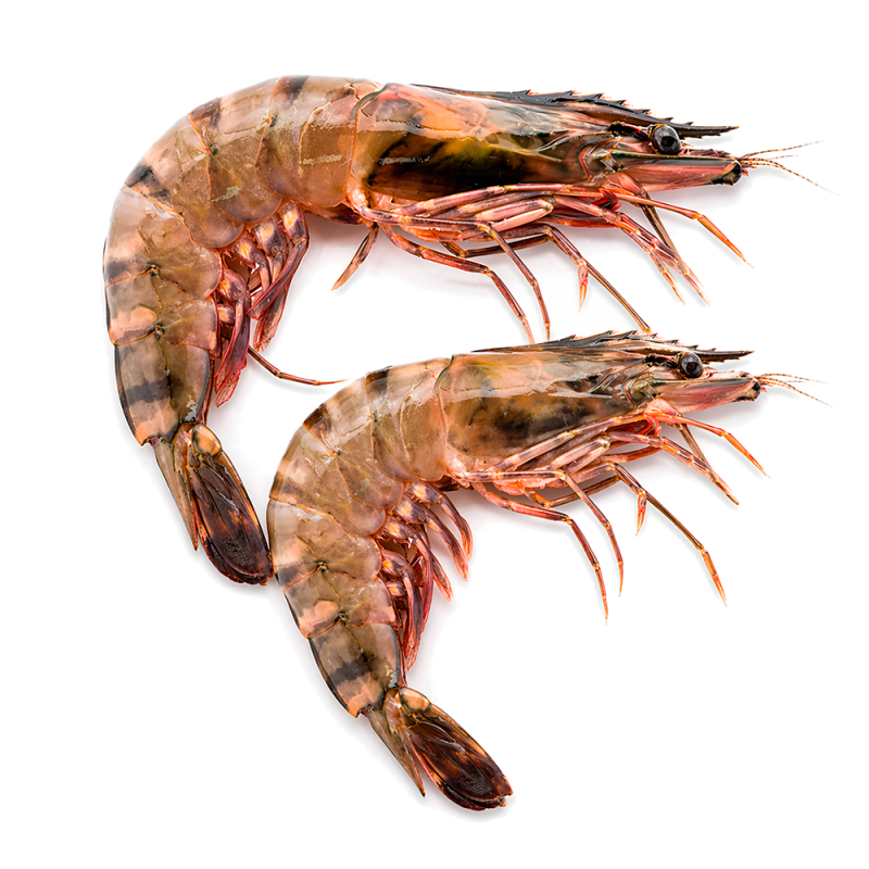 Camarón Tigre U2, 2lb