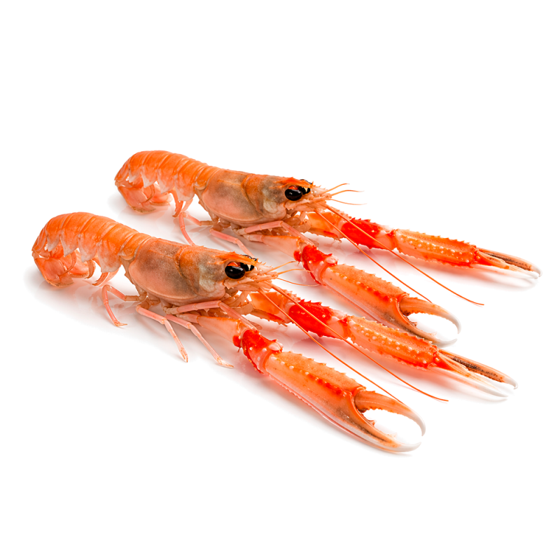 Cigalas Jumbo, 1.5kg