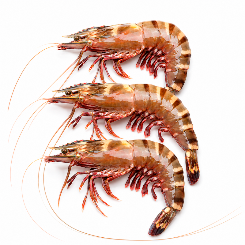 Camarón Tigre U5, 2lb