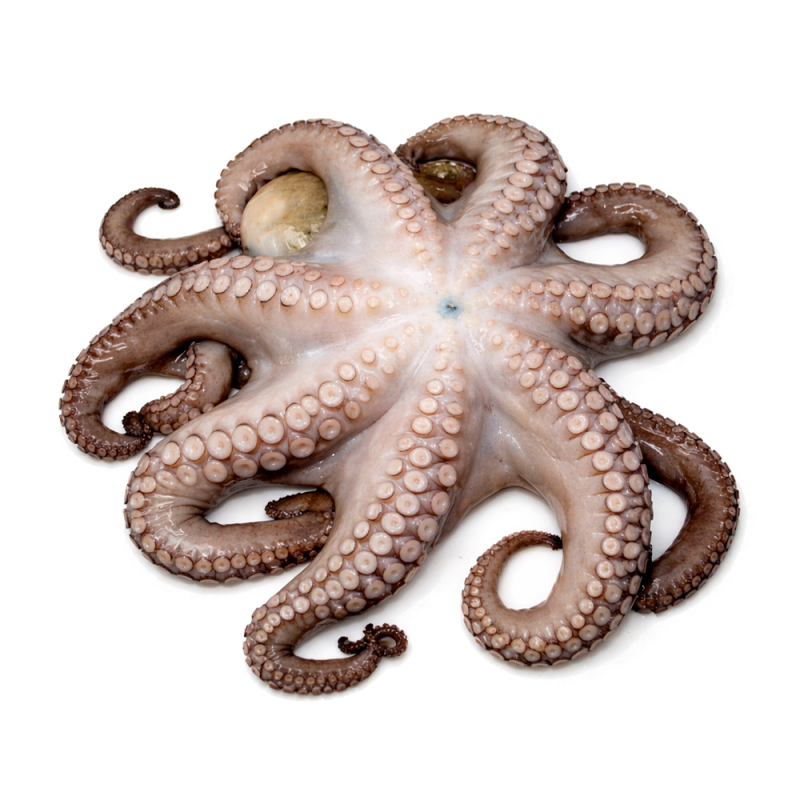 Pulpo Entero Crudo 4 - 6
